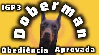 DOBERMAN IGP3  / VODKA VON DASBIDU  - APROVADA