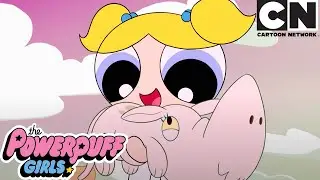 ANIMAL LOVERS COMPILATION | The Powerpuff Girls | Cartoon Network