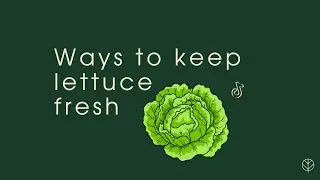 Ways to keep lettuce fresh - Zero Waste