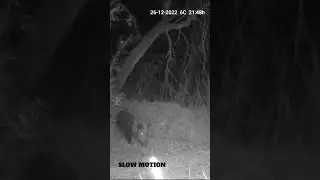 Porc senglar/Jabalí/Wild boar. Fototrampeo. Camera trap. Wildlife. Hunt. Caza.
