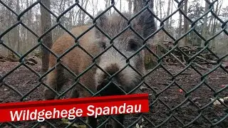 Wildgehege Spandau