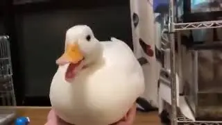 el último vídeo del canal (leer desc) ES BAIT XD