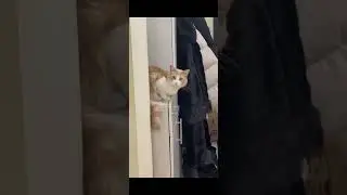 Маркус Маркус #мяу