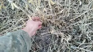 Дожди не дают убрать сою 04.10.2021