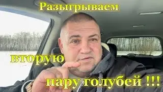 Разыгрываем вторую пару голубей !!!