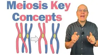 What They Don't Tell You About Meiosis
