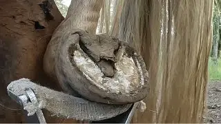 Hooves Trimmed on a Gaited Mare with Shedding Frogs