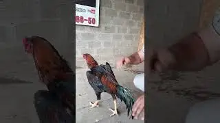 Oshamo.#шамо