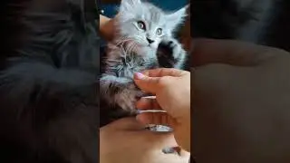 Ласковый мальчишка Гена #мейнкун #мейнкункотята
