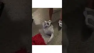 Funniest Cat #Shorts