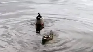 Duck Funny Video original