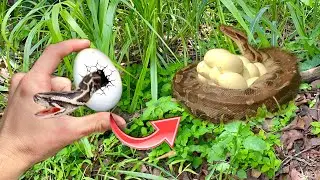GIANT PYTHON NEST FOUND HATCHING ON SNAKE INFESTED ISLAND ! WHAT NOW ?!