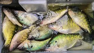 Loading The Boat With SUMMER SLABS off BRUSHPILES!!! -- Catch and Cook The Tastiest Fish Tacos!