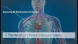 Medical Explanatory Mechanism of Action Showreel by Arcreative (3D Medical Animation)