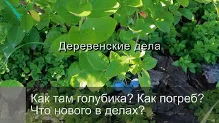 Как там голубика? Как погреб? Что нового в делах?