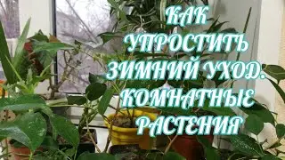ГОРШЕЧНЫЕ РАСТЕНИЯ ЗИМОЙ.