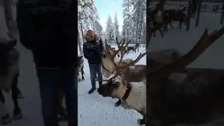 Валдис Пельш приглашает на Праздник Оленя 2021!