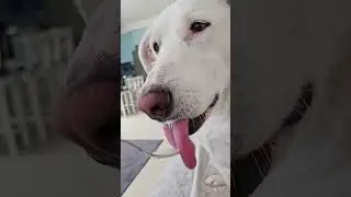 Кто вкуснее чавкает, Луна или Кошмарик? 😂