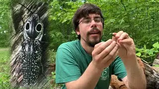 Catching an Eastern Eyed Click Beetle