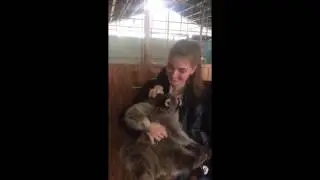 Енот Тема непоседа / Raccoon Tema fidget