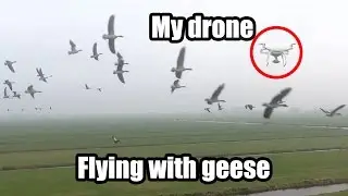 Flying in between hundreds of geese with the Phantom 4