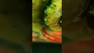 Мотыль