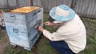 Самый неудобный случай весной в двухматочном улье