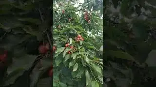 черешня в саду #черешня