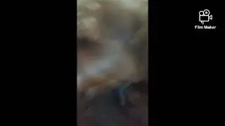 harley dog video