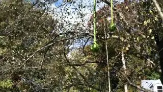 Gourds 6-Feet-Tall Dangle on my Tree, in Front Yard
