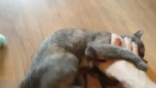 Кошка приносит игрушки, как собака
