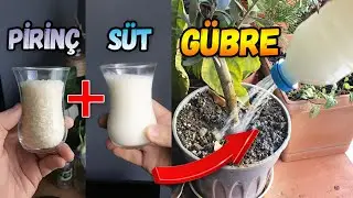 Pour Milk Rice On Your Plants Look What Happens | Homemade Fertilizer