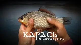 Рыбалка на карася с маховыми удочками/Pole rod crucian carp fishing