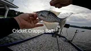 Cricket Mayfly Match Pour To Catch