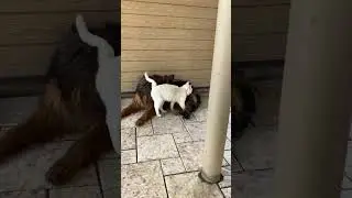 Друганы