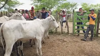GADO BARATO EM ALTINHO-PE 31-08-2024 #nordeste