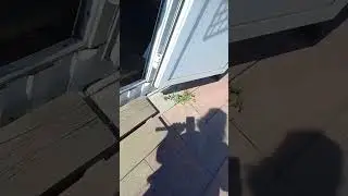 Что там под хвостом.