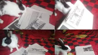 Amelia's study in lockdown🐇 #subscribe_please