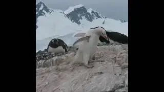 белый пингвин