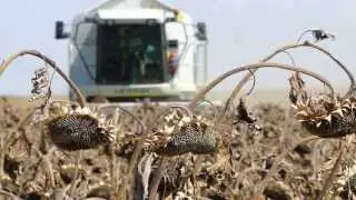 Harvest sunflower 2013 with CLAAS LEXION 440