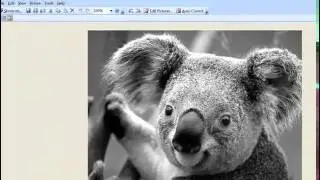 How to Convert a Picture to Black and White Online for Free