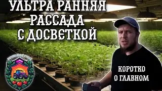 Как вырастить ИДЕАЛЬНЫЕ томаты: СЕКРЕТ рассады и ламп ДНАЗ