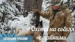 Начало промыслового сезона. На соболя с лайками.
