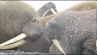 Моржи в море Лаптевых