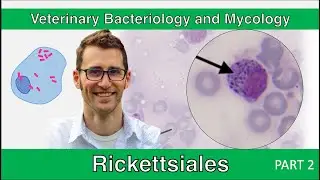 Rickettsiales (Part 2) - Veterinary Bacteriology and Mycology