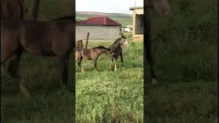 Император хочет стать шерифом. 335 #лошадь  #horse   #pferde   #cheval    حصان# #short   #shorts