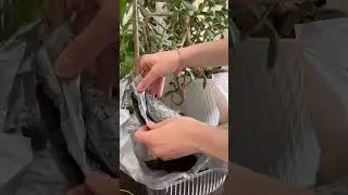 Что делать с сиренью после покупки