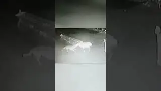Волк Пробрался в Загон с Овцами