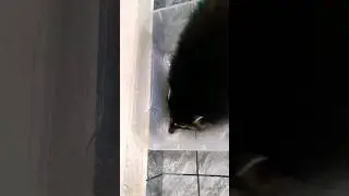 ▷Енот пьет водичку◁