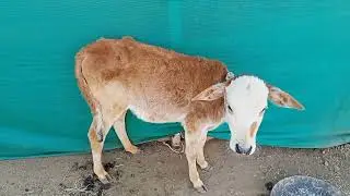 गाय के नए जन्में बच्चे baby cow 😍 baby bull 😍🐂cow new born baby 🤗🥰🤩😎